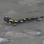 Salamandre tachetée, Bukk Nemzeti Park, Hongrie Svg+xml,%3Csvg%20xmlns%3D%22http%3A%2F%2Fwww.w3