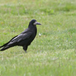 Corbeau freux, Hortobagyi