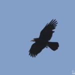 Corbeau freux, Hortobagyi Nemzeti Park