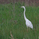 Grande Aigrette, Hortobagyi Nemzeti Park