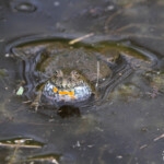 Sonneur à ventre de feu, Hortobagyi Nemzeti Park