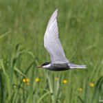 Guifette moustac, Hortobagyi