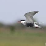 Guifette moustac, Hortobagyi