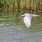 Guifette moustac, Hortobagyi