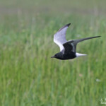 Guifette leucoptère, Hortobagyi