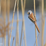 Panure à moustaches, Hortobagyi Nemzeti Park - Arkus