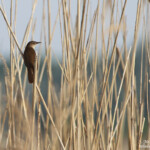Locustelle luscinoïde, Hortobagyi Nemzeti Park - Arkus