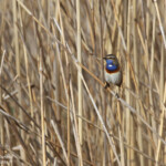 Gorgebleue à miroir, Hortobagyi Nemzeti Park - Arkus