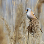 Panure à moustaches, Hortobagyi, étangs d'Halasto