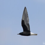 Guifette leucoptère, Hortobagyi, étangs d'Halasto