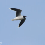 Mouette pygmée, Hortobagyi, étangs d'Halasto