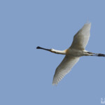 Spatule blanche, Hortobagyi, étangs d'Halasto