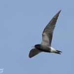 Guifette noire, Hortobagyi, étangs d'Halasto