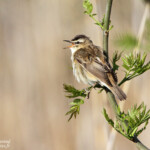 Phragmite des joncs, Hortobagyi, étangs d'Halasto