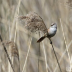 Panure à moustaches, Hortobagyi, étangs d'Halasto