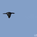 Cormoran pygmée, Hortobagyi, étangs d'Halasto