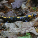 Salamandre tachetée, Zempleni tajvedelmi Körzet