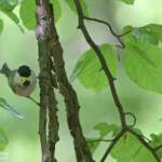 Mésange boréale, Zempleni tajvedelmi Körzet