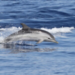 Dauphin bleu et blanc