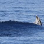 Dauphin bleu et blanc