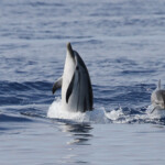 Dauphin bleu et blanc