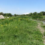 Aiguamolls, mai 2015