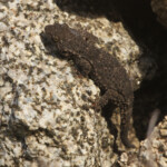 Tarente de Maurétanie, Villaut, mai 2015