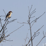 Pie-grièche à tête rousse, Villaut, mai 2015