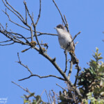 Fauvette orphée, Cap de Creus, mai 2015