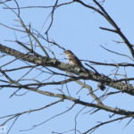 Torcol fourmilier, Cap de Creus, mai 2015