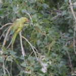 perruche à collier, Aiguamolls, Europa, mai 2015