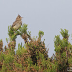 Cochevis de Thékla, Cap de Creus, mai 2015