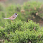 Fauvette à lunettes, Cap de Creus, mai 2015