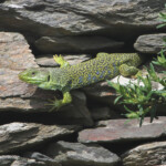 Lézard ocellé, Cap de Creus, mai 2015
