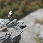 Traquet oreillard, Cap de Creus, mai 2015