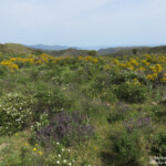 Cap de Creus, mai 2015
