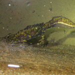 Triton marbré, Cap de Creus, mai 2015