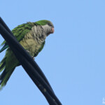 Conure veuve, Aiguamolls, Europa, mai 2015