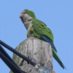 Conure veuve, Aiguamolls, Europa, mai 2015