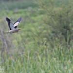 Blongios nain, Aiguamolls, Europa, mai 2015