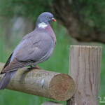 Pigeon ramier, El Mata, mai 2015