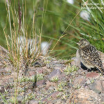 Alouette haussecol (Varanger)