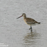 Barge rousse (Varanger)