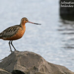 Barge rousse (Varanger)