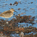 Bécasseau variable (Varanger)
