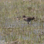 Bécassine double (Aiguamolls, espagne)