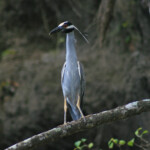 Bihoreau violacé (Martinique)