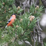 Bouvreuil pivoine (Hautes-Alpes)