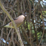Bouvreuil pivoine (Hautes-Alpes)