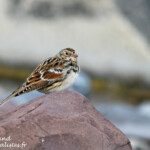 Bruant lapon (Varanger)